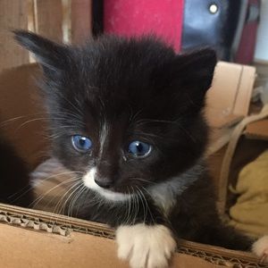 Meet your Posher, Cesar